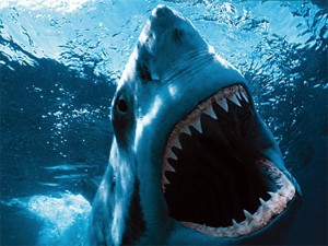 great-white-shark-wallpaper---1280x960